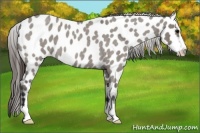 Horse Color:Grullo Roan Sabino Near Leopard 