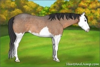 Horse Color:Buckskin Roan Splash 