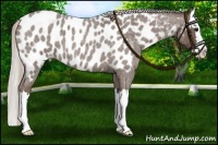 Horse Color:Silver Blue Roan Splash Near Leopard 