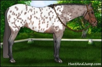 Horse Color:Bay Roan Near Leopard 