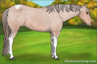 Horse Color:Bay Tobiano Appaloosa 