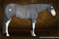 Horse Color:Blue Roan Sabino Rabicano 