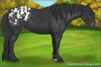 Horse Color:Black Appaloosa