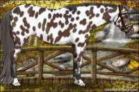 Horse Color:Liver Chestnut Near Leopard 