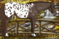 Horse Color:Liver Chestnut Appaloosa 