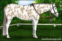 Horse Color:Liver Red Dun Splash Appaloosa 