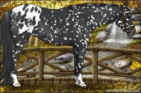 Horse Color:Black Appaloosa 