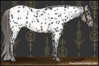 Horse Color:Brown Appaloosa 