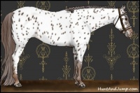 Horse Color:Liver Chestnut Appaloosa 