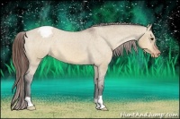 Horse Color:Bay Dun Appaloosa 