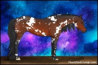 Horse Color:White Spotted Bay 