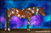 Horse Color:White Spotted Bay Appaloosa