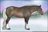 Horse Color:Liver Chestnut Rabicano 