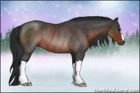 Horse Color:Brown Rabicano 