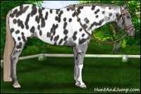 Horse Color:Liver Chestnut Near Leopard 