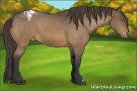Horse Color:Buckskin Varnish 