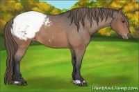 Horse Color:Buckskin Appaloosa 