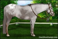 Horse Color:Liver Chestnut Appaloosa 