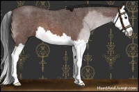 Horse Color:Brown Roan Splash 