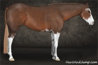 Horse Color:Liver Chestnut Sabino