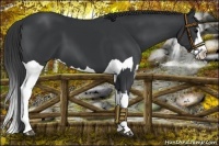 Horse Color:Black and Black Splash