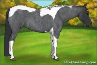 Horse Color:Blue Roan Tobiano