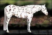 Horse Color:Bay Appaloosa 