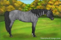 Horse Color:Blue Roan Varnish 