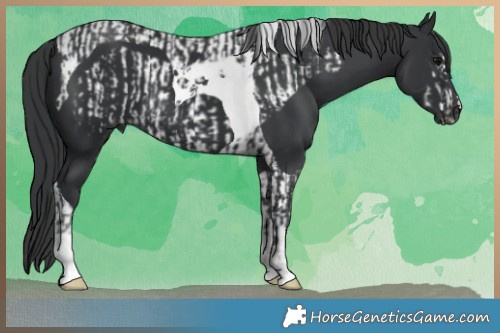 Horse Color:Black Frame  and Black Tobiano 