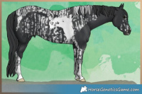 Horse Color:Black Frame and Black Tobiano