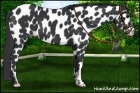 Horse Color:Black Appaloosa 