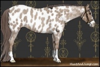 Horse Color:Classic Champagne Roan Splash Appaloosa 