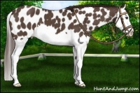 Horse Color:Liver Red Roan Splash Appaloosa