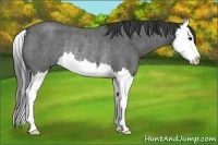 Horse Color:Smoky Blue Roan Splash Rabicano 