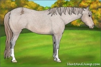 Horse Color:Buckskin Appaloosa 