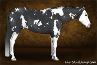 Horse Color:White Spotted Black Splash 
