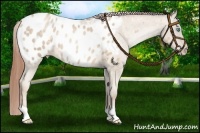 Horse Color:Buckskin Pearl Blanket 