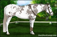 Horse Color:White Spotted Liver Chestnut Splash Appaloosa 