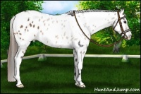 Horse Color:White Spotted Buckskin Near Leopard 