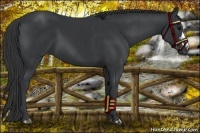 Horse Color:Black  and Black 