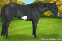 Horse Color:Black Frame 