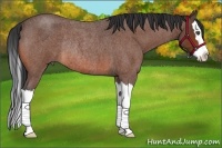 Horse Color:Bay Roan Splash Rabicano