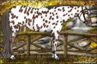 Horse Color:Bay Near Leopard 