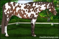Horse Color:Liver Chestnut Appaloosa 