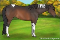 Horse Color:Brown Tobiano