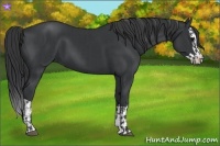 Horse Color:Black  and Black Splash