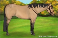 Horse Color:Bay Dun