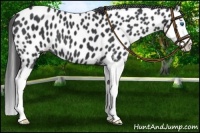 Horse Color:Black Splash Near Leopard 