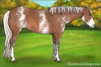 Horse Color:White Spotted Silver Bay 