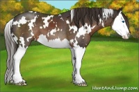 Horse Color:White Spotted Liver Chestnut Splash 